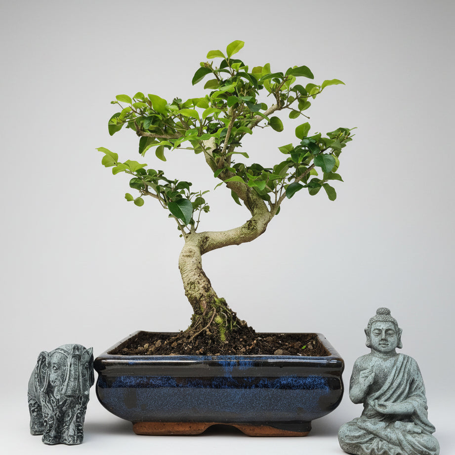 Chinese Privet (Ligustrum Sinense) Bonsai Tree | Shaped | In 20cm Pot