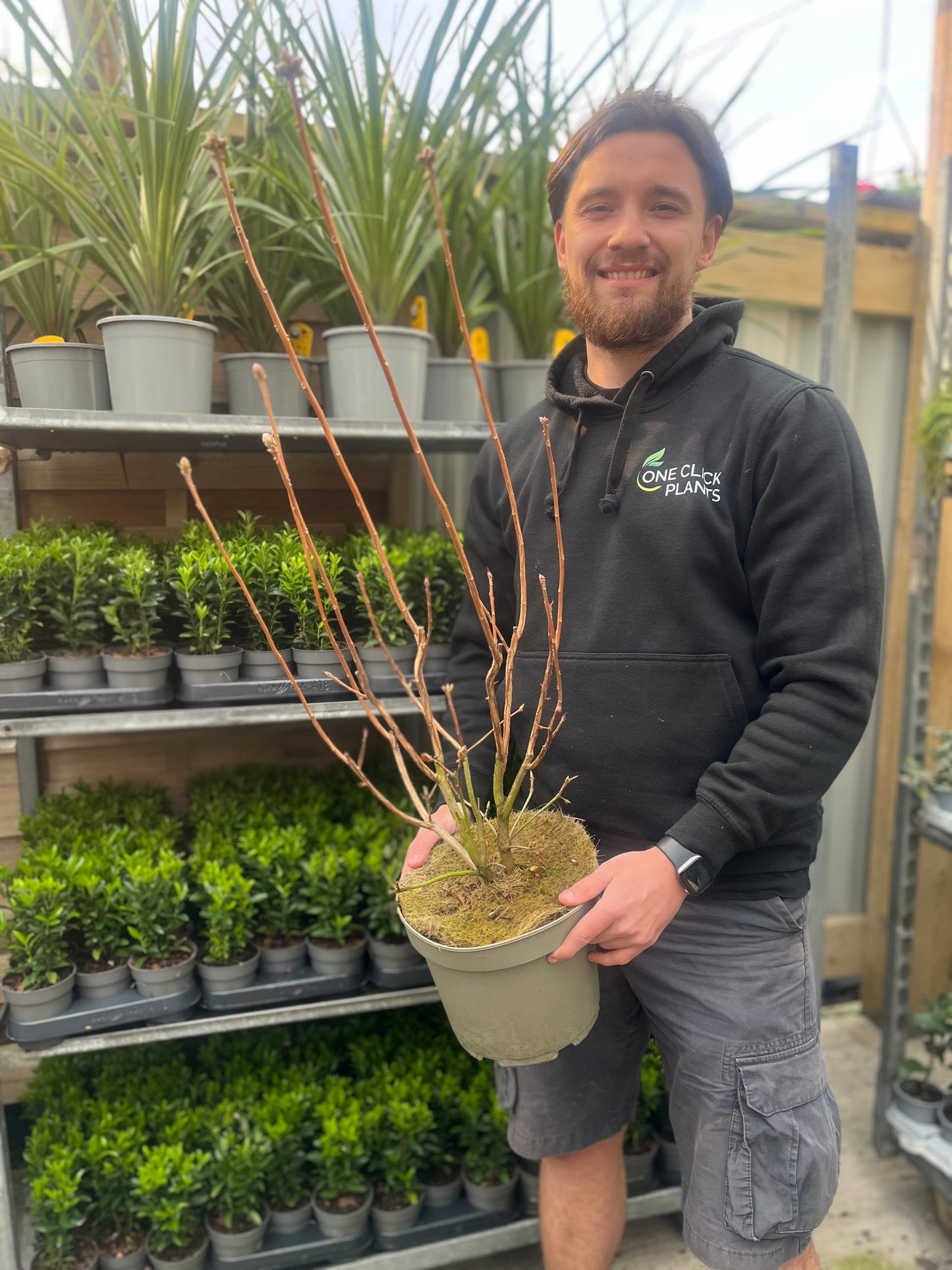 Azalea knaphill 'Hotspur Red' 2L / 5L