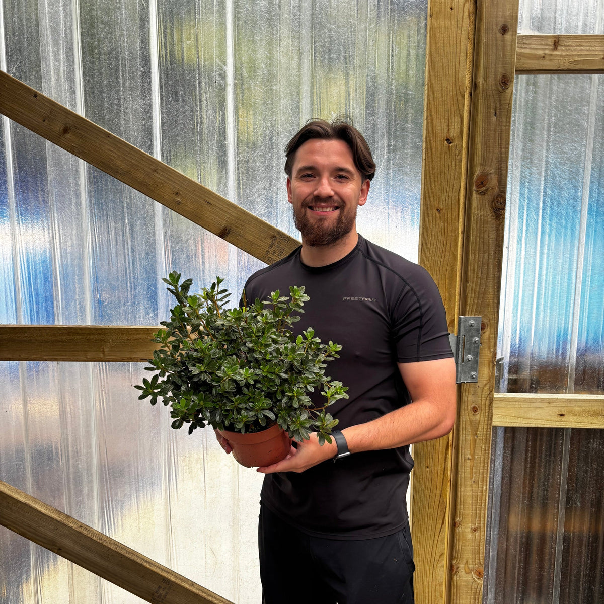 Azalea 'Gilbert Mullie' 2L