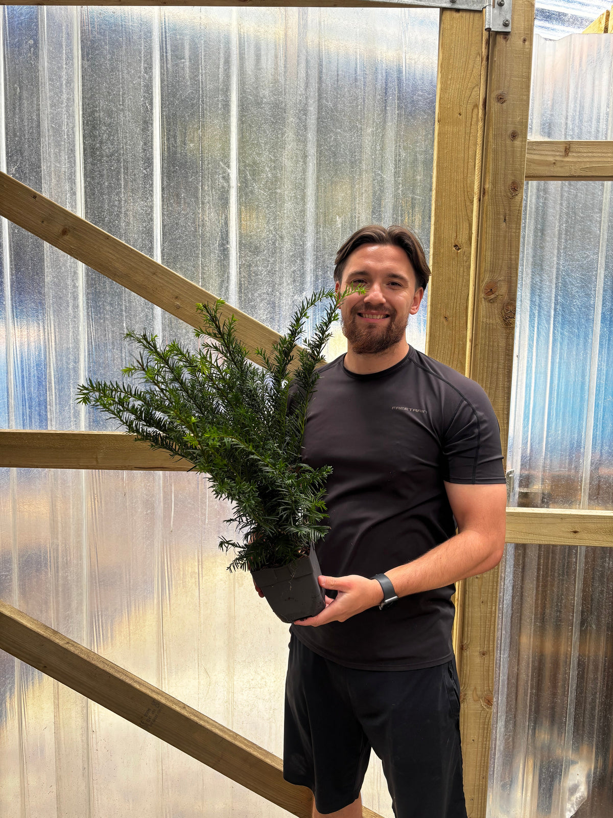 Yew Hedging - Taxus Baccata 9cm/2L