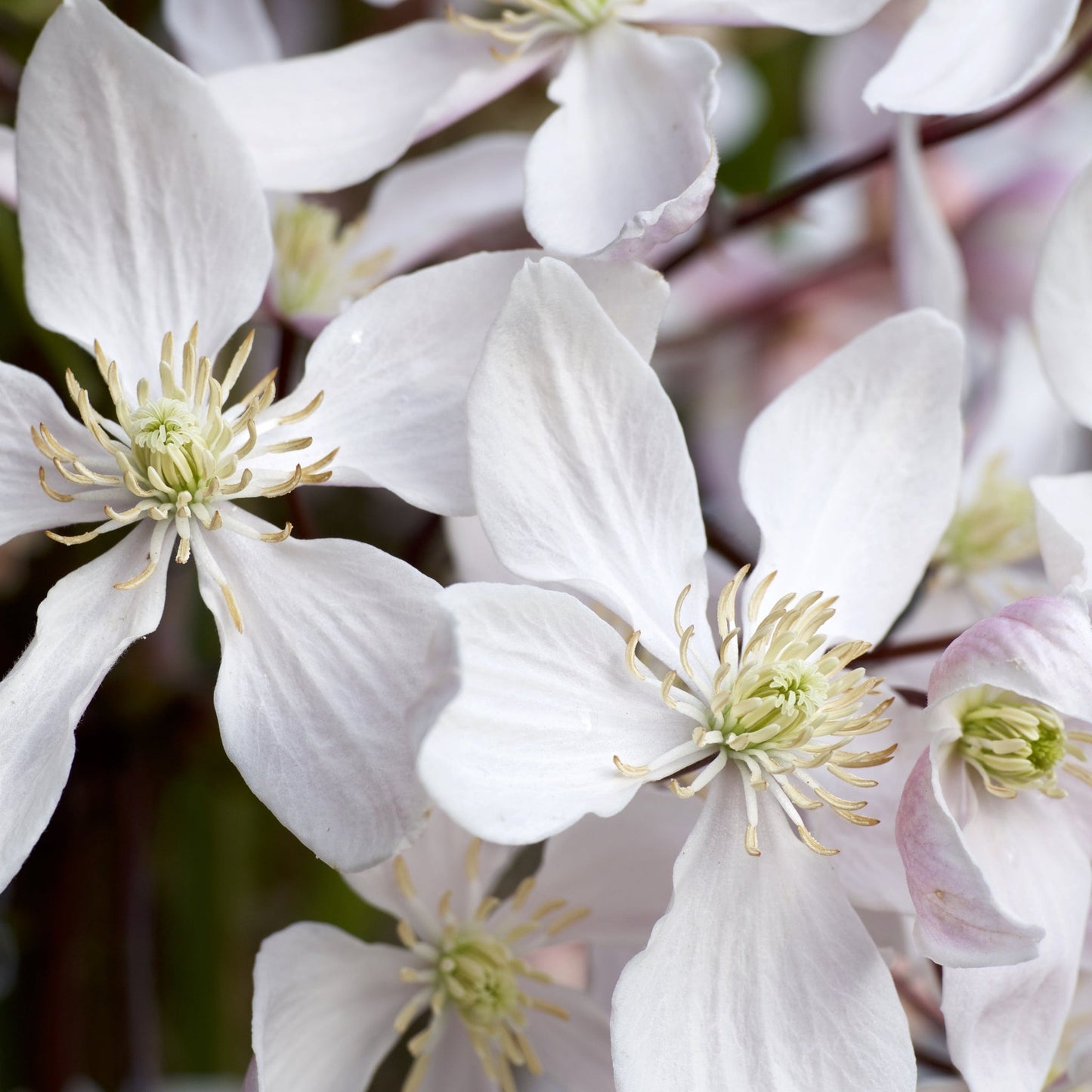 Clematis armandii - 'Enham Star' (Evergreen and Fragrant)