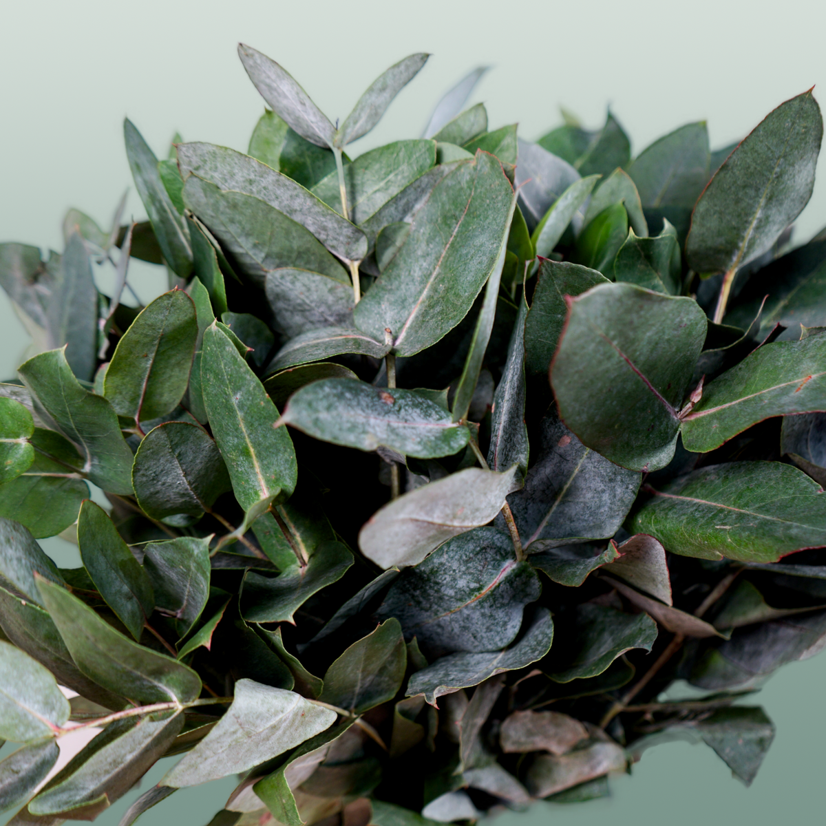 GR Eucalypthus Robusta (5 Bunches)
