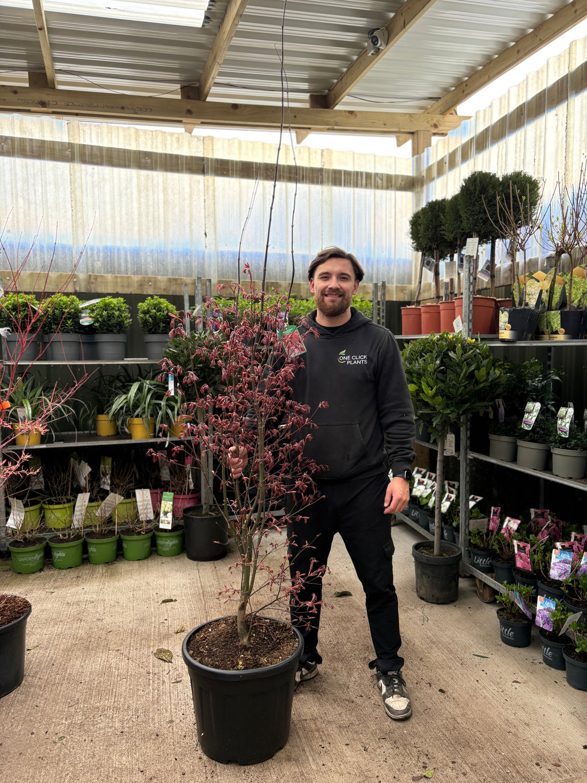Acer palmatum 'Bloodgood' 35L 175cm