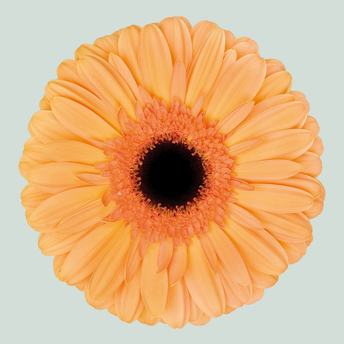 Gerbera Jetset (15 Stems)