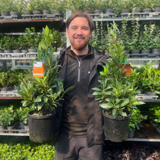 Bay Pyramid (Laurus Nobilis) 60cm 2L