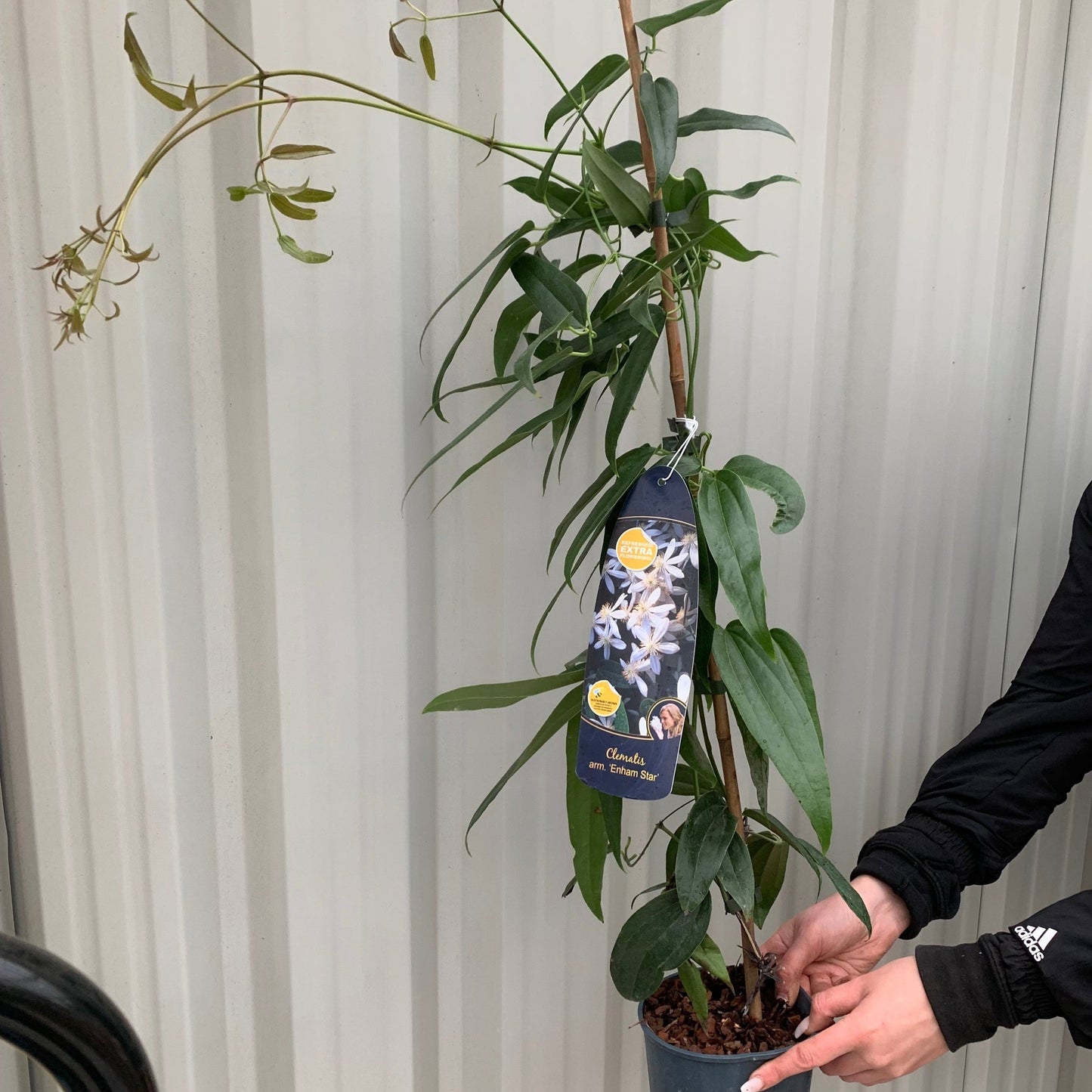 Clematis armandii - 'Enham Star' (Evergreen and Fragrant)