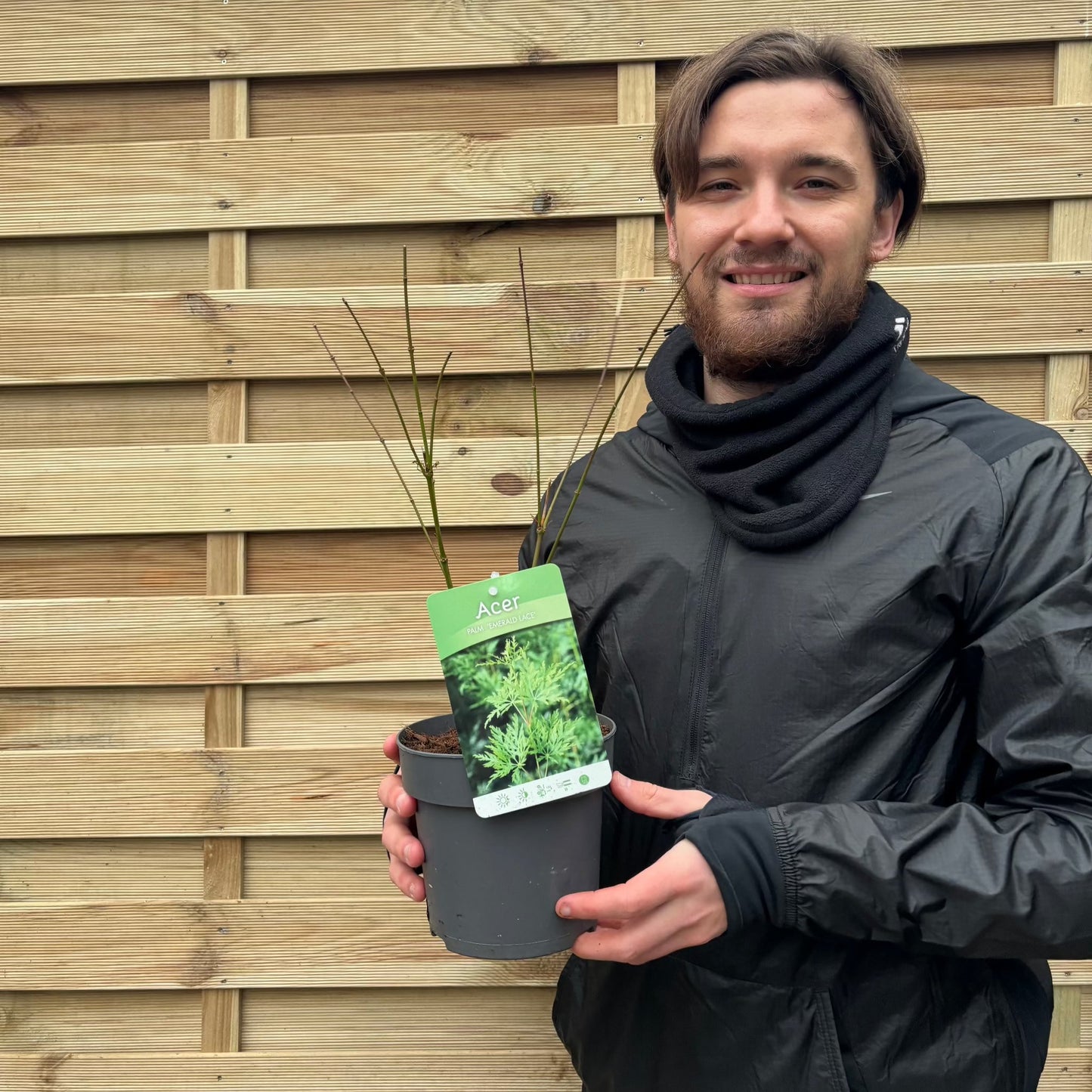 Acer palmatum 'Emerald Lace' 2L