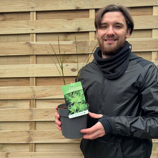 Acer palmatum 'Emerald Lace' 2L