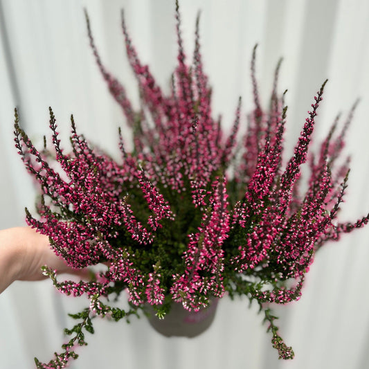 3 x Pink Heather | Calluna vulgaris (9cm Growers Pot)