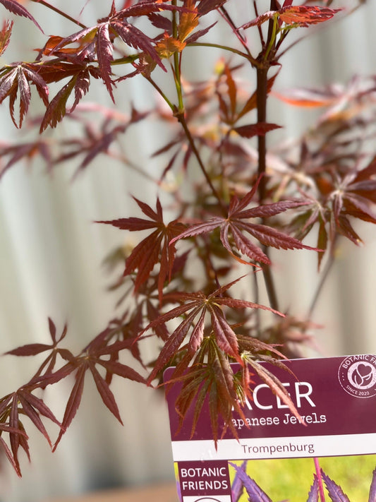 Acer palmatum 'Trompenburg' 3L (80cm)