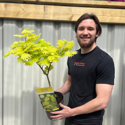 Acer shirasawanum 'Jordan' 3L (60cm)