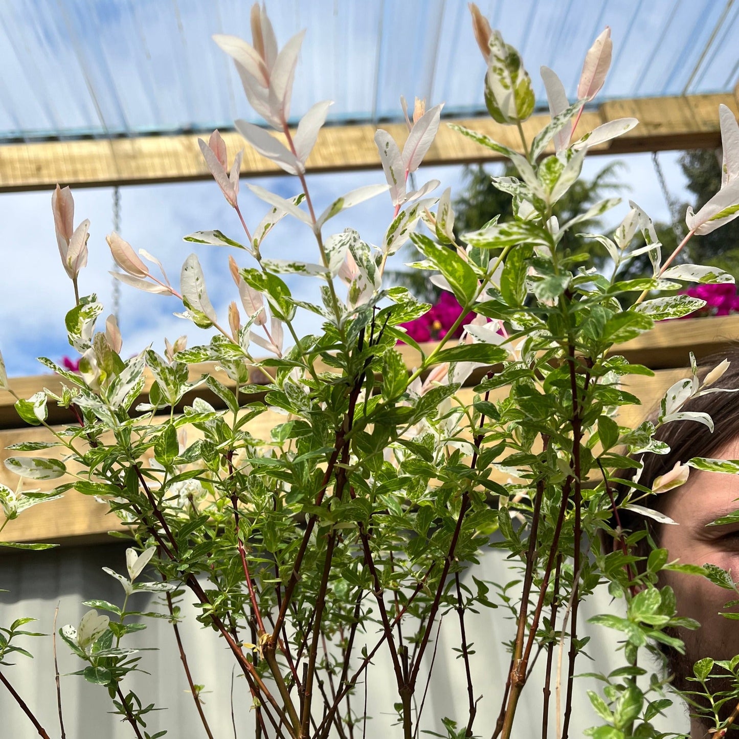 Salix intergra 'Hakuro - Nishiki' Flamingo Dwarf Willow Tree (multiple sizes available)