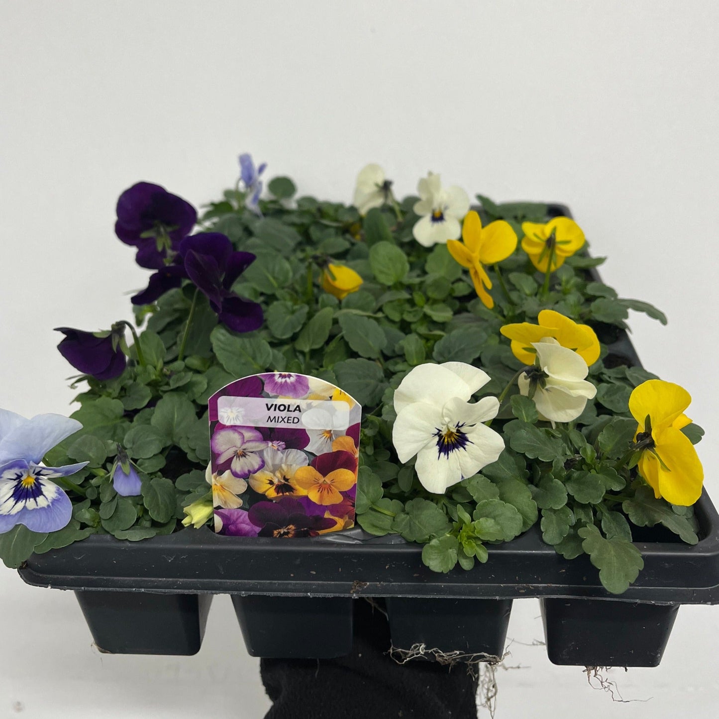12 Pack Viola Tray