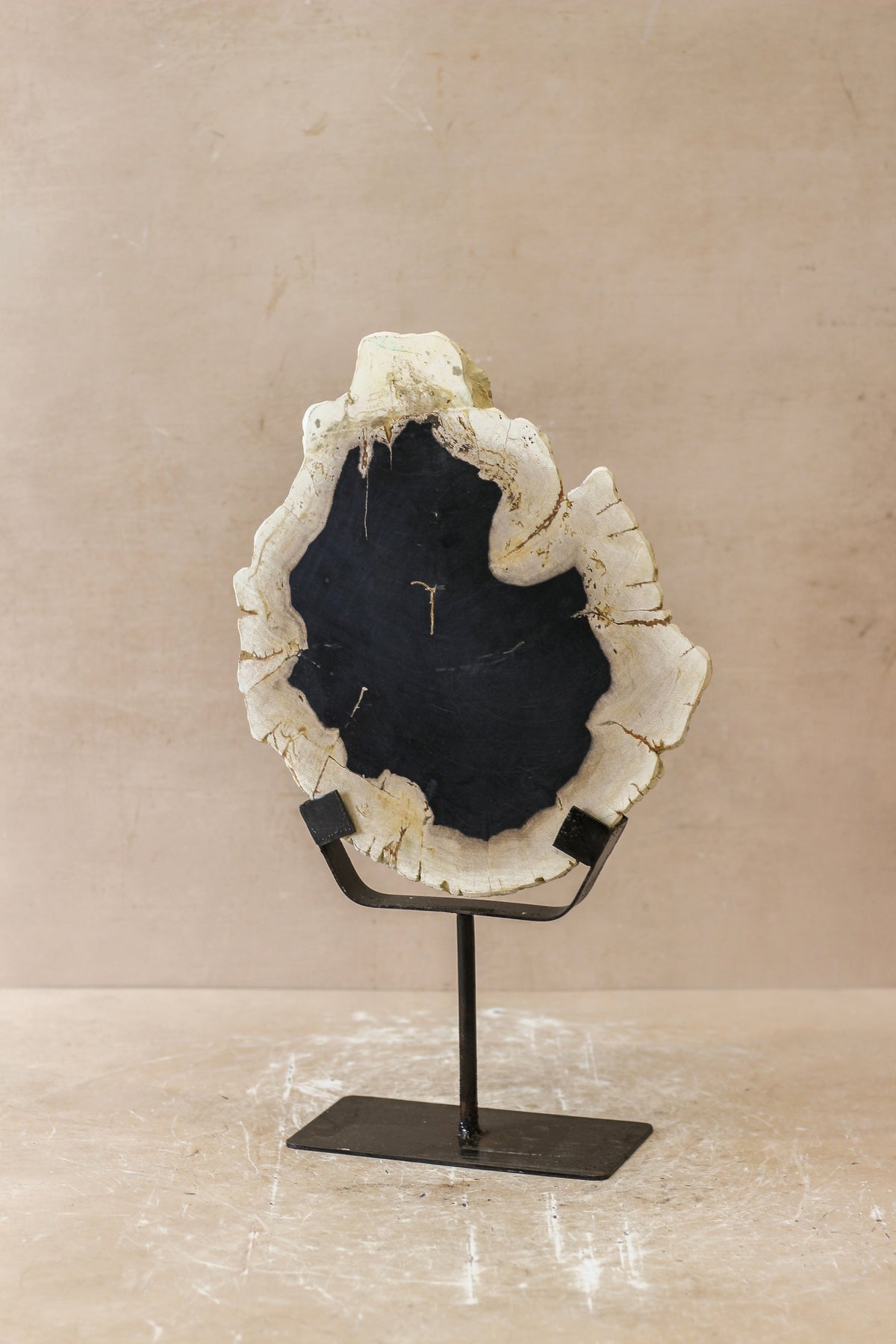 Petrified Wood Display - No 4