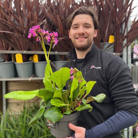 Bergenia cordifolia 'Purpurea' (Elephant's Ears) - Two sizes available