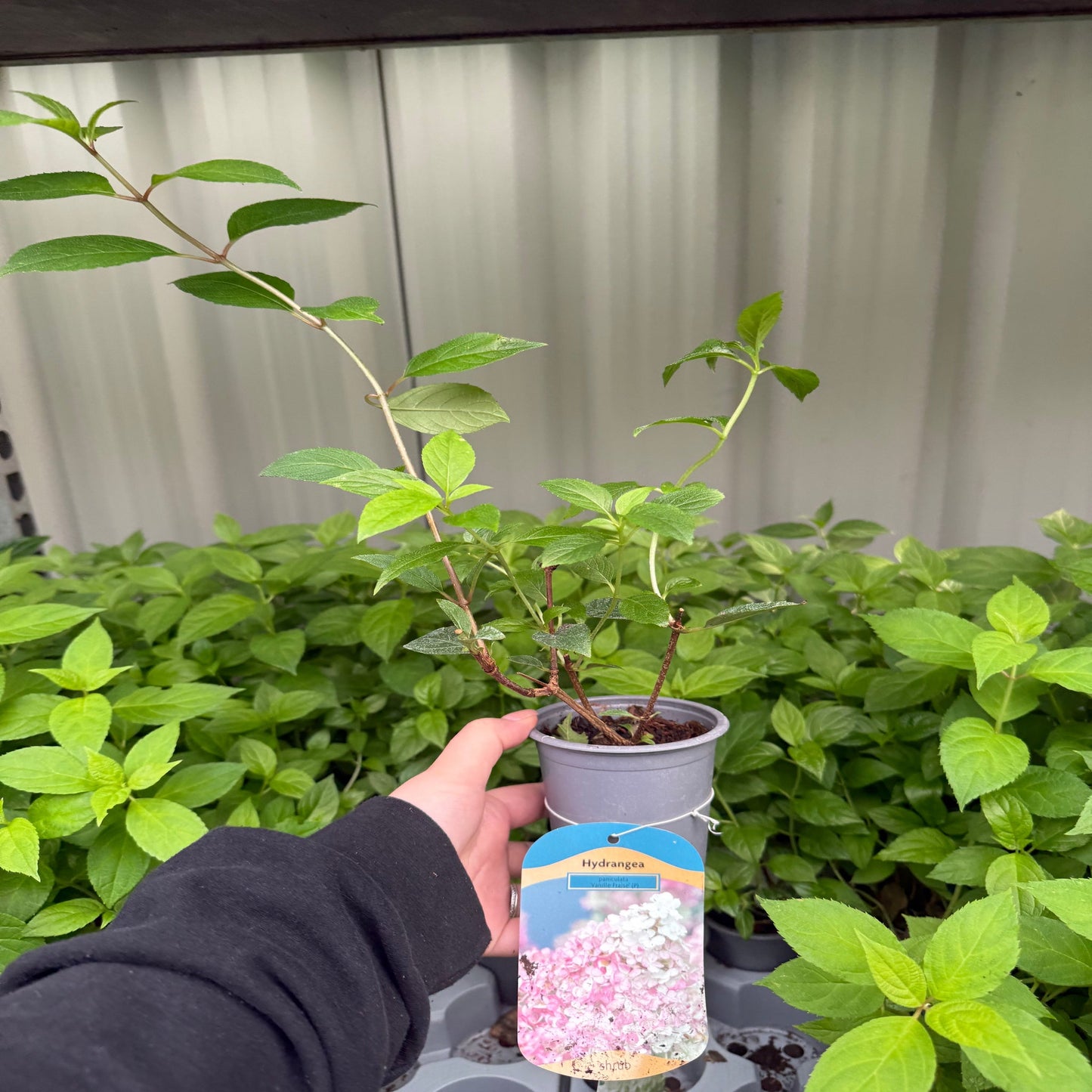 Hydrangea paniculata 'Vanille Fraise' 9cm / 2L / 3L