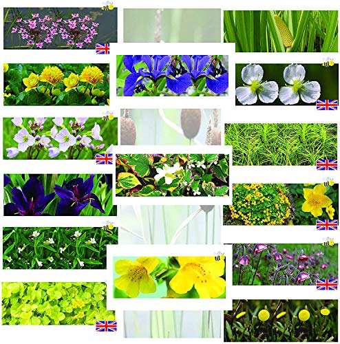 Premium Pond Starter Packs - Pond topup Packs - Oxygenating - Compost and Pots