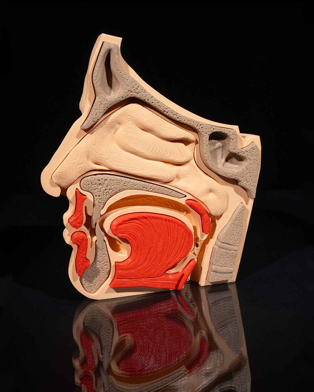 Nose & Sinus educational model