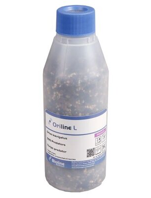 Orius Thrips Killer