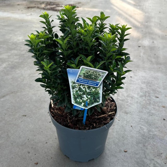 Euonymus fortunei 'Paloma Blanca' 9cm/1.5L/2L/5L (Multibuy Offers Available)