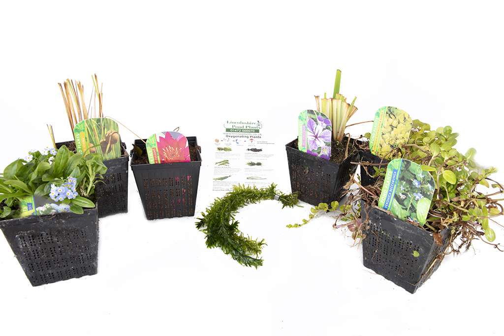 Pond Starter Packs - Pond topup Packs - Oxygenating - Compost and Pots Potted