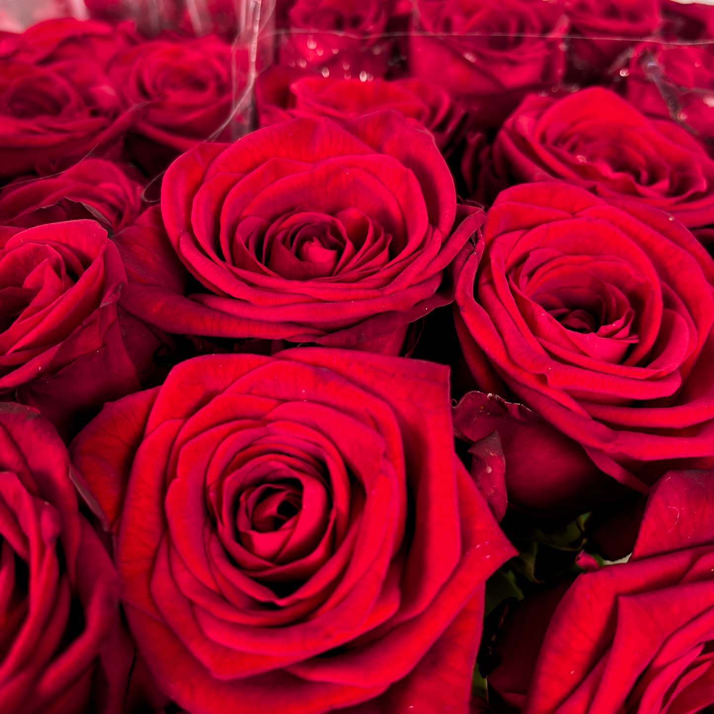 Rose Red Naomi Free Choice