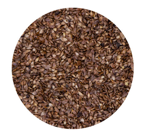 Larch