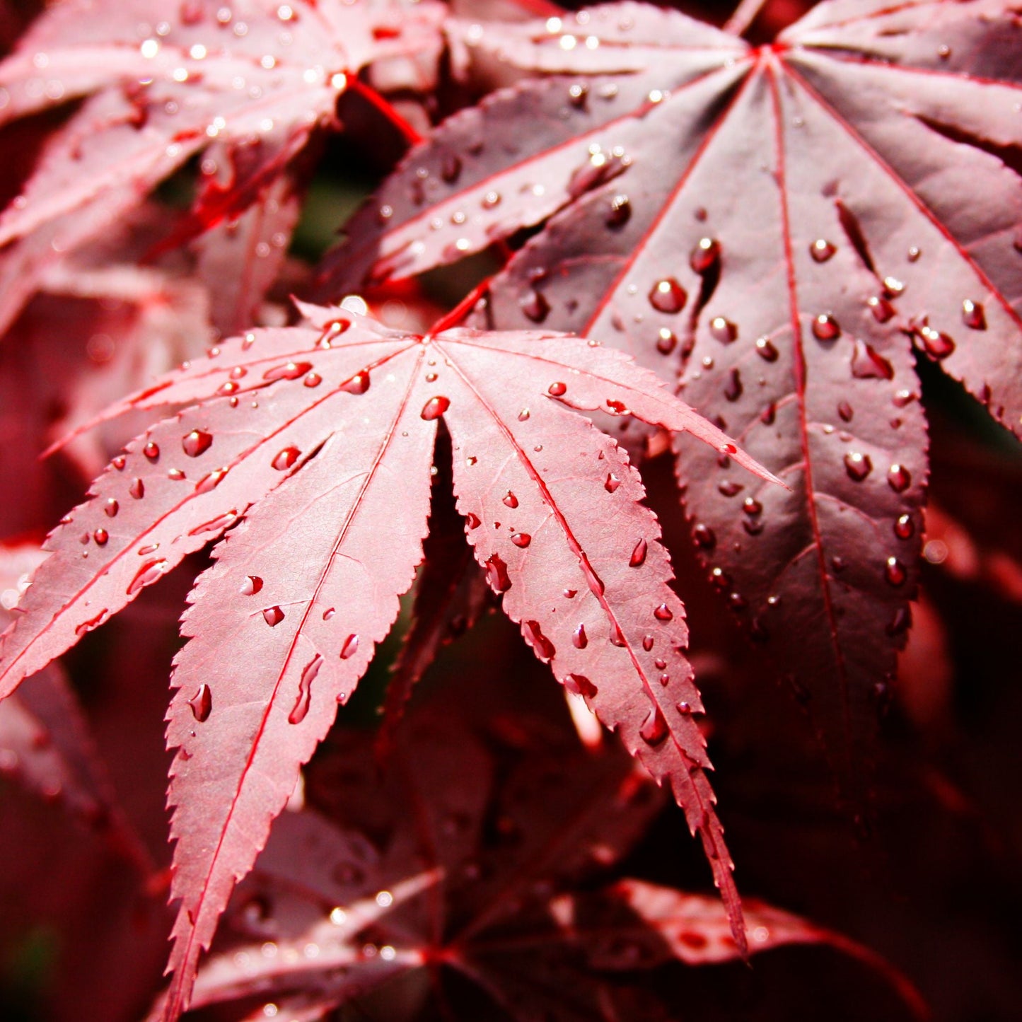 Acer palmatum 'Bloodgood' 35L 150cm