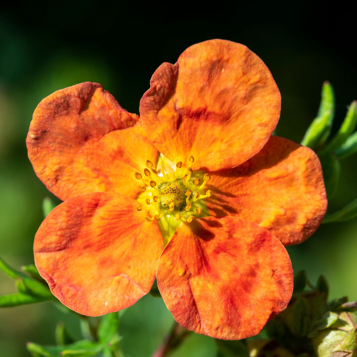 Potentilla fruticosa 'Red Ace' 2L