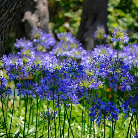Agapanthus 'Blue Umbrella' 9cm / 2L