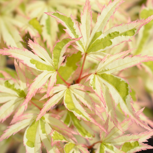 Acer palmatum Oridono-nishiki 3L