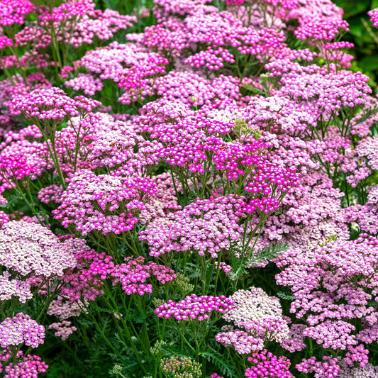 Achillea 'Summer Berries' 3L
