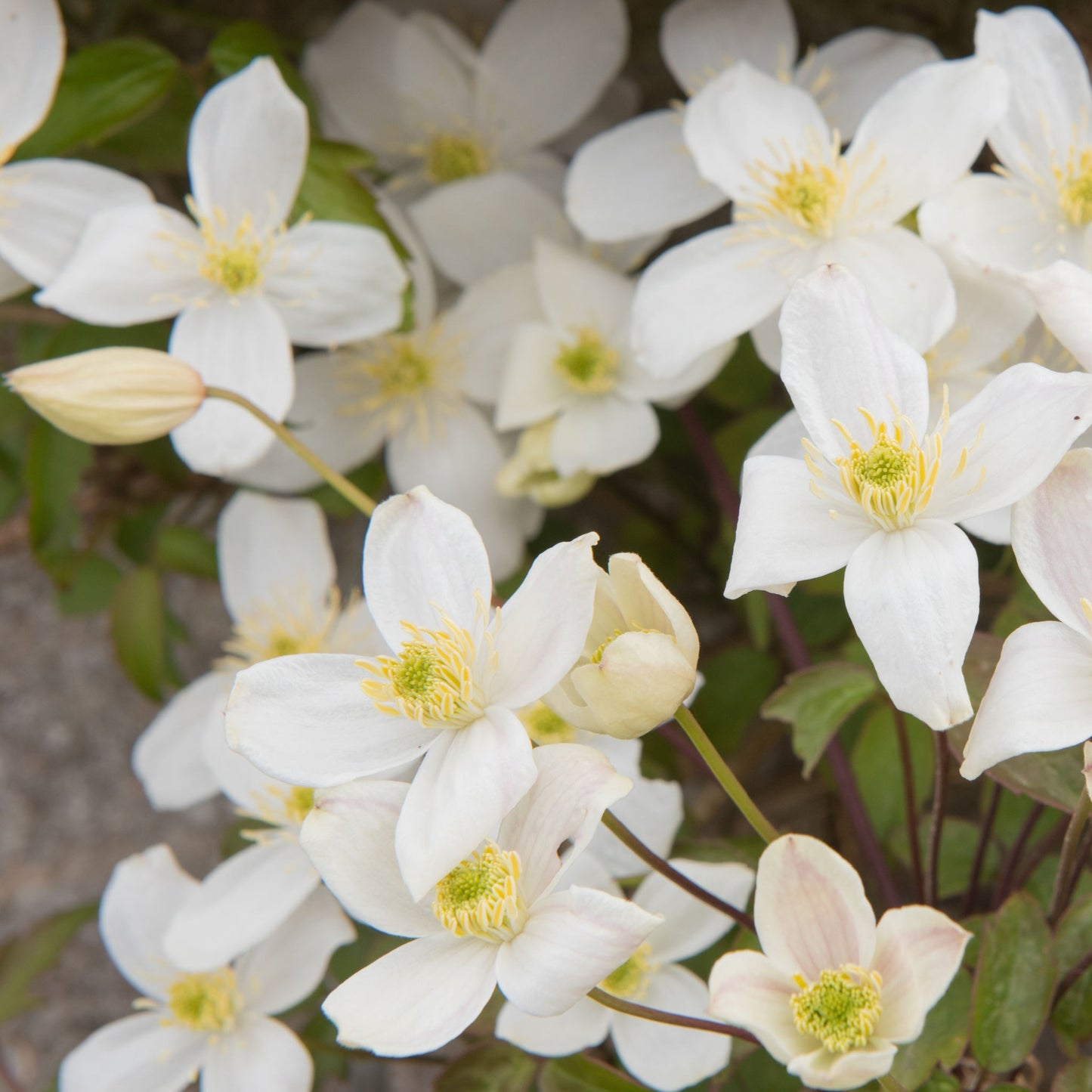 Clematis montana 'Grandifola' 75cm