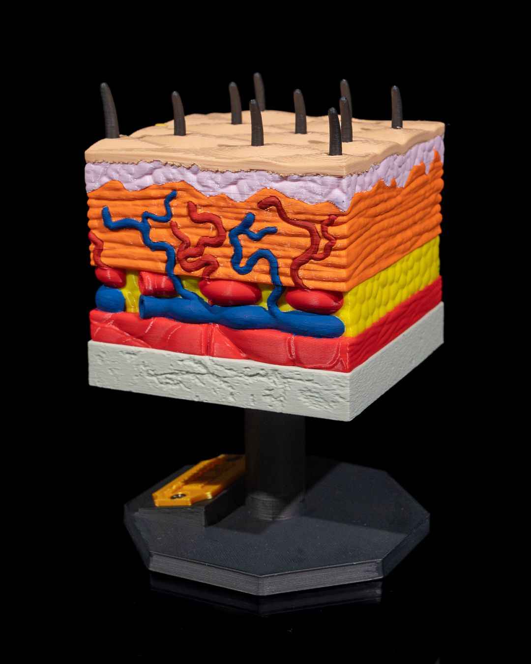 Skin Cross Section educational model