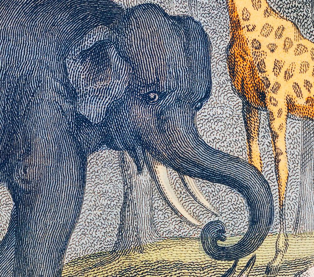 "A History of the Earth and Animated Nature" on Framed Canvas, Acrylic, Canvas, Framed Prints or Print-only