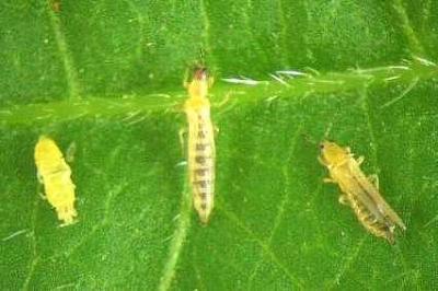 Slow Release Sachets for Thrips (Amblyseius cucumeris)