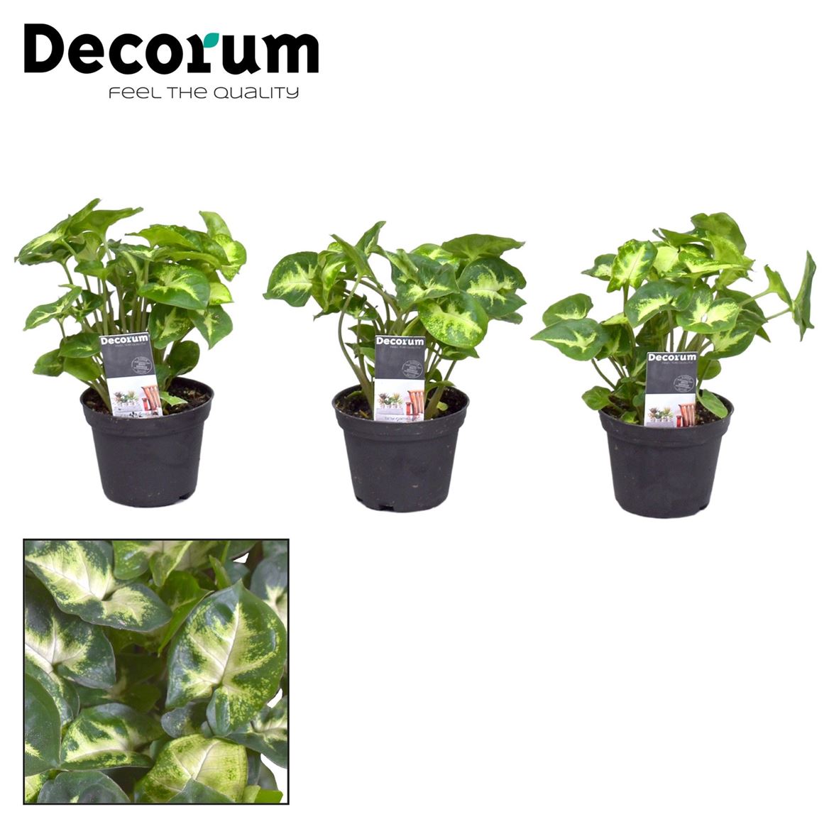 Syngonium Pixie