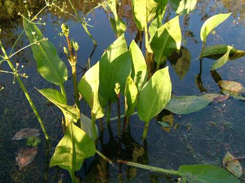 Alisma Lancelot (Mad dog weed) - Marginal Pond Plants - MP007A