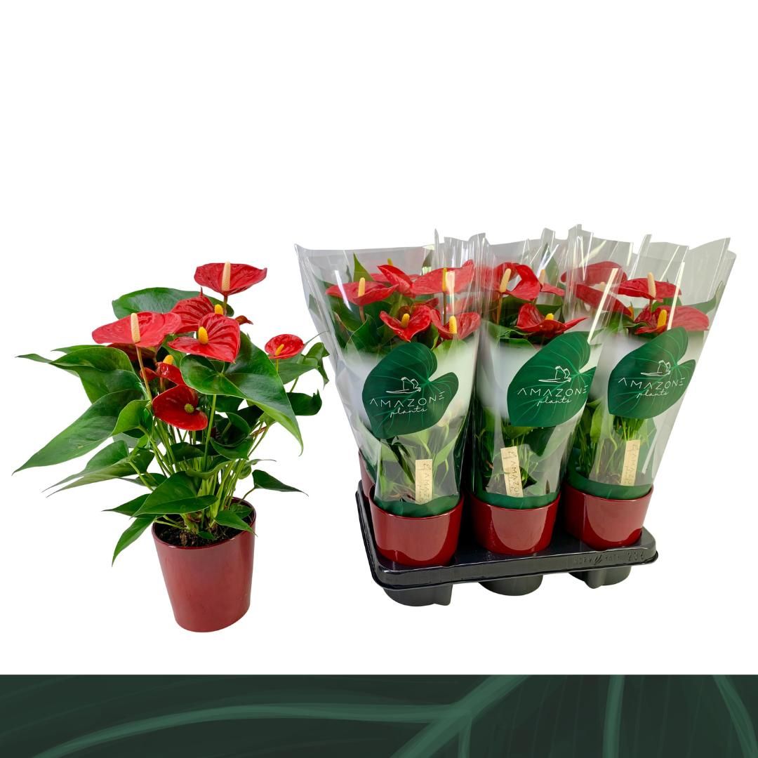 Anthurium An Aristo Keramiek Rood