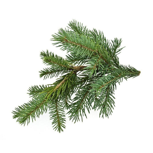 Black Spruce Essential Oil 10ml– Deep, crisp, and forest-rich—a breath of pure wilderness.