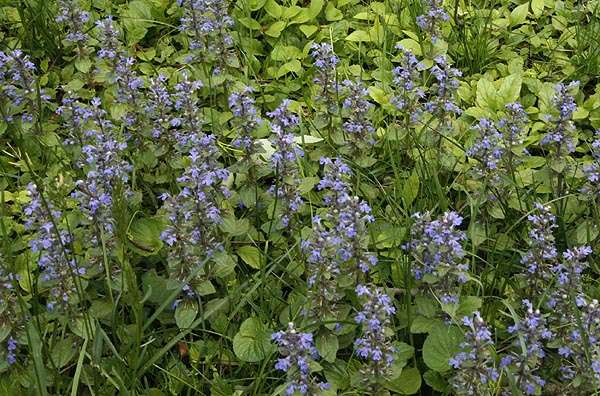 Ajuga Reptans 'Common' - Marginal Pond Plants - BP002A