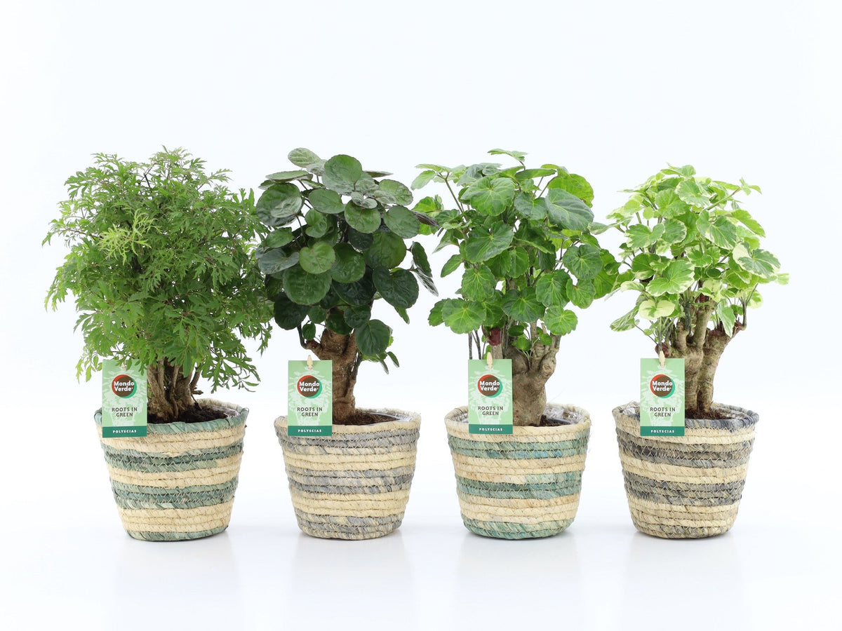 Polyscias Gemengd Mand Noah Lines
