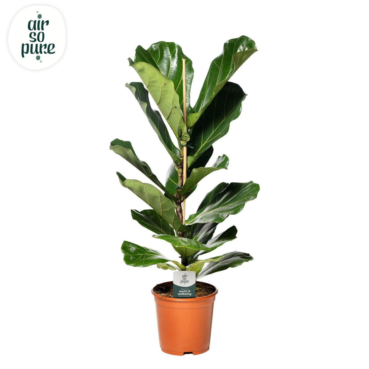 Ficus Lyrata 1pp