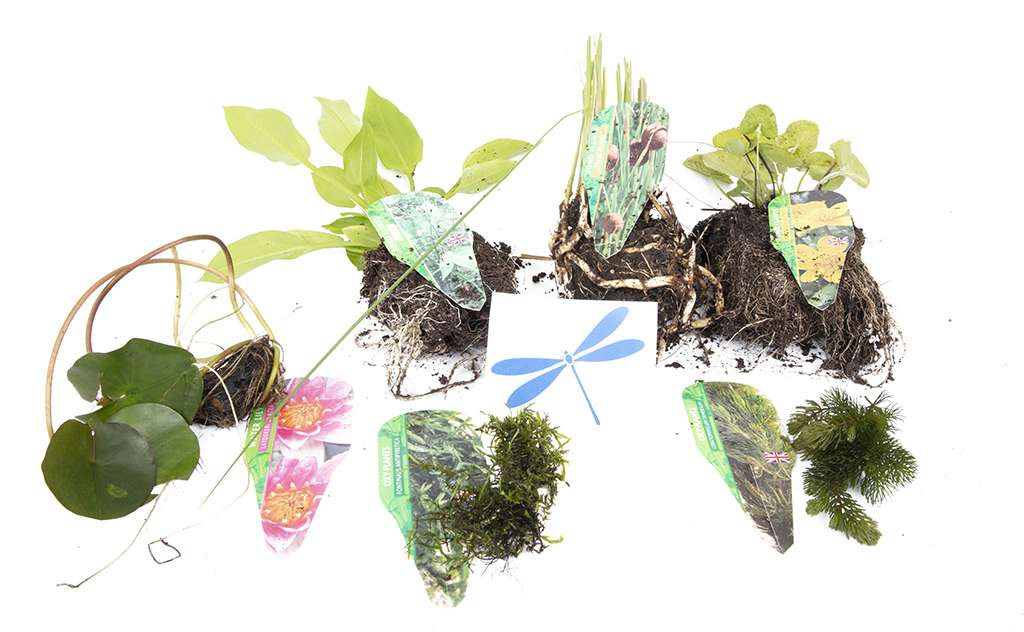 Premium Pond Starter Packs - Pond topup Packs - Oxygenating - Compost and Pots