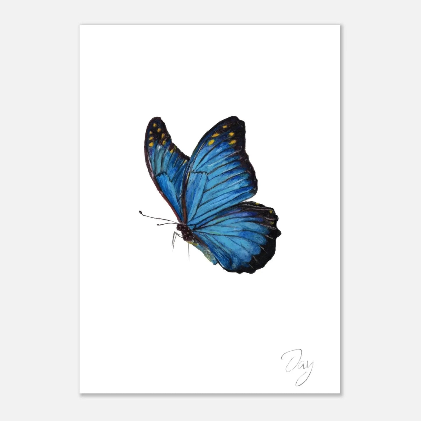 Blue Butterfly Signed Print (A4)