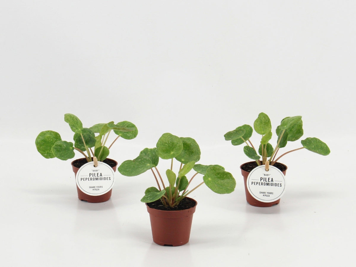 Pilea Sugar