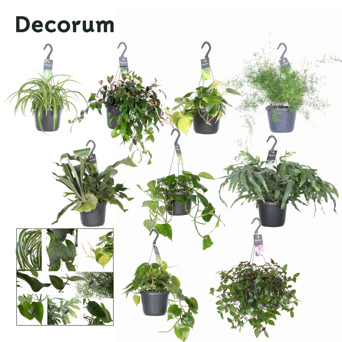 Ov Hangplanten Gemengd