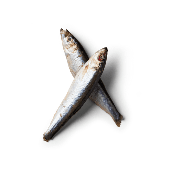 Fresh Whole Sprats - 1kg pack - Case of 5
