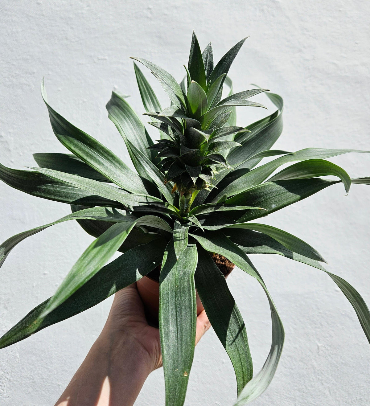 Ananas 'Mi Amigo' (Pineapple plant)