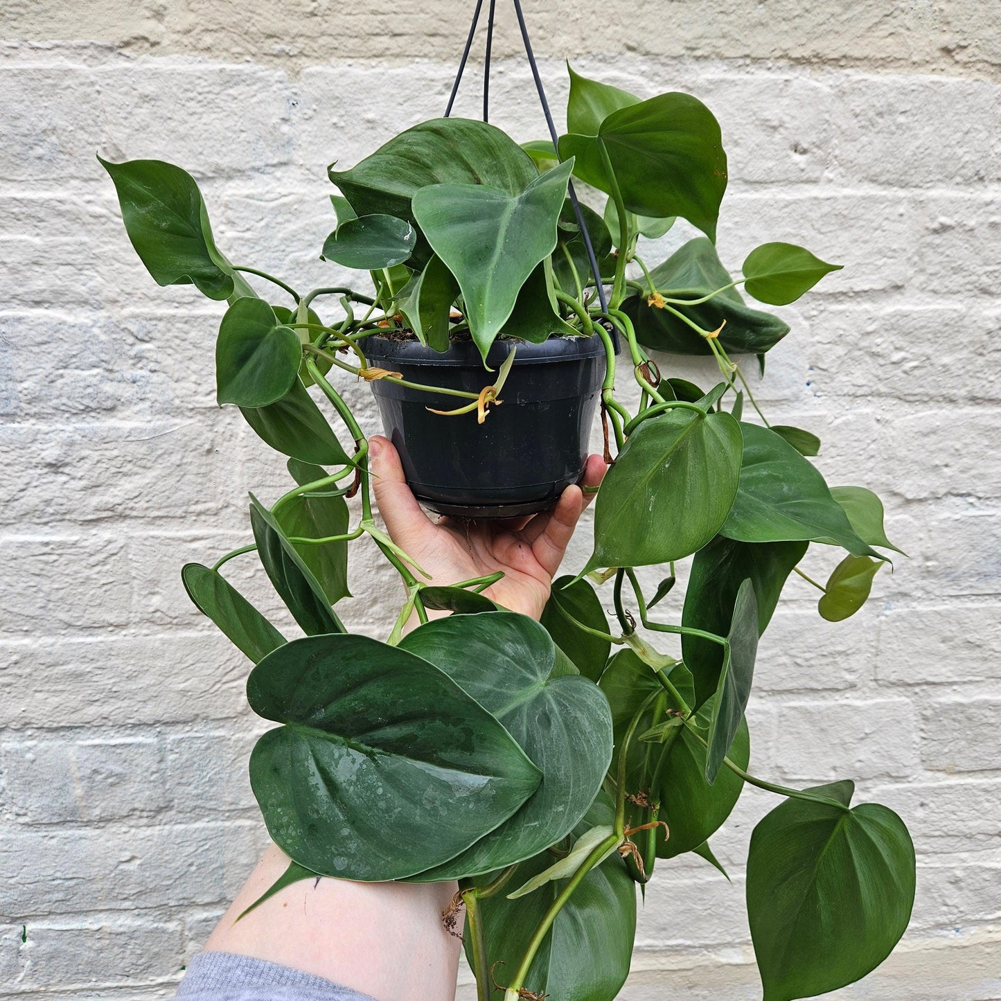 Philodendron hederaceum (Heartleaf Plant)